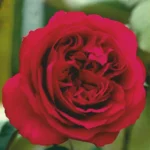 ruza-stablasica-mona-lisa