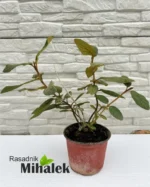 viburnum-rhytid.sadnica