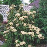 viburnum rhytidophyllum4