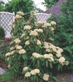 viburnum rhytidophyllum4