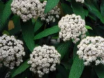 viburnum-rhytidophyllum-5