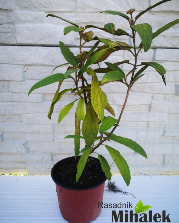 viburnum-rhytidophyllum-sadnica-1