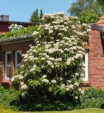 viburnum rhytidophyllum5