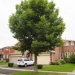 Celtis-occidentalis-bodjos-3