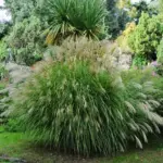 miscanthus-sinensis-silberfeder-1
