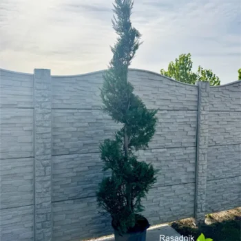 thuja-spirala-nove-2
