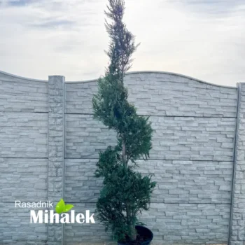 thuja-spirala-nove