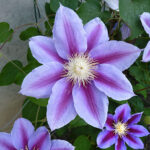 klematis-barbara-jackman-1