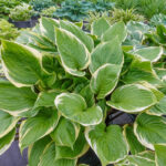 hosta-sorbet-1