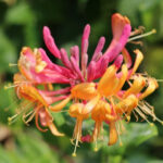 lonicera-heckrotti-goldflame-1