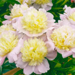 paeonia-primevere-2.jpg