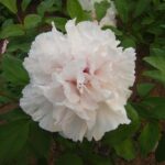 paeonia-xue-ta-3