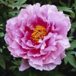 paeonia-yin-hong-qiao-dui-2