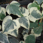 Hedera-canariensis-Variegata-1