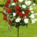 Kuglasta-dvobojna-stablasica- belo-crvena-1