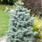 abies-concolor-violacea-5