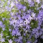 campanula-garganica-2