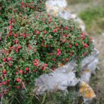 cotoneaster-micophyllus-3