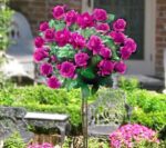 kuglasta-ruza-stablasica-lets-celebrate-1