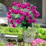 kuglasta-ruza-stablasica-lets-celebrate-1