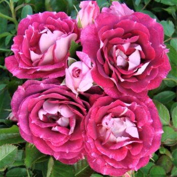 kuglasta-ruza-stablasica-lets-celebrate-cvet-1