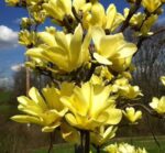 magnolia-yellow-bird-3
