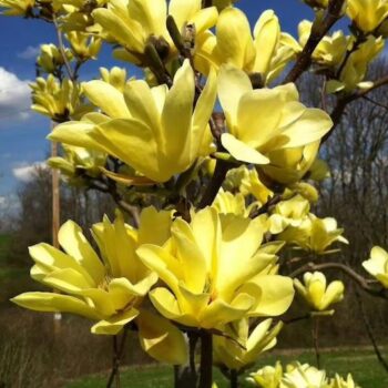 magnolia-yellow-bird-3