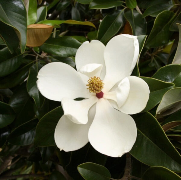magnolija-grandiflora-gallisoniensis-1