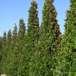 magnolija-grandiflora-gallisoniensis-2