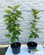 magnolija-yellow-bird-sadnica-2