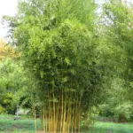 phyllostachys-aurea-4
