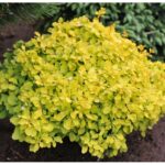 Berberis-thunbergii-Goldalita-1