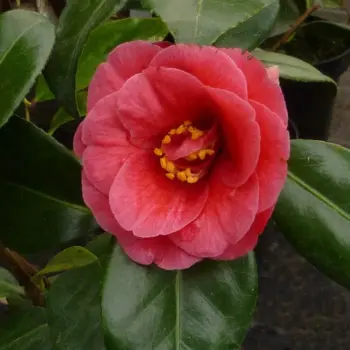 Camellia-Adolphe-Audusson-2