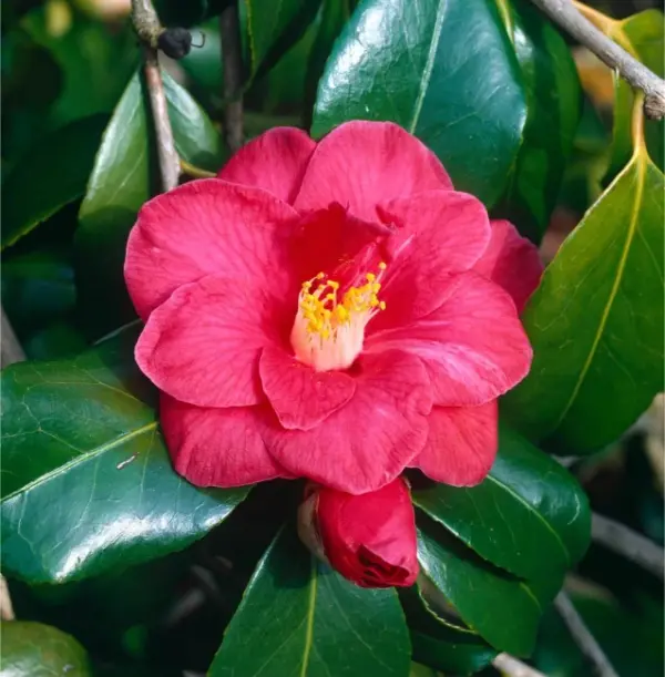 Camellia-Adolphe-Audusson-3