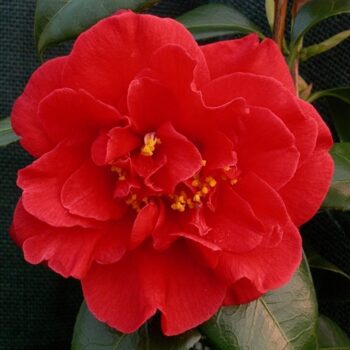 Camellia-Adolphe-Audusson-4