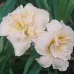 Hemerocallis-Schnickel-Fritz-1