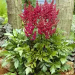 astilba-elisabeth-van-veen-1