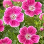 geranium-elke-1