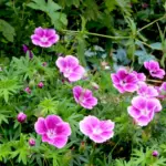 geranium-elke-2