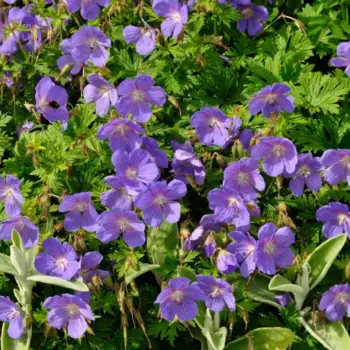 geranium-himalayense-baby-blue-2