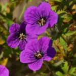 geranium-little-david-1