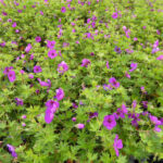 geranium-little-david-2