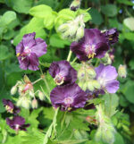 geranium-phaeum-raven-3