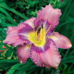 hemerocallis-mildred-mitchell-2