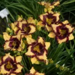 hemerocallis-open-my-eyes-1