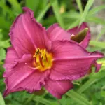 hemerocallis-summer-wine-2