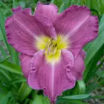 hemerocallis-uncharted-waters-1