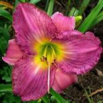 hemerocallis-uncharted-waters-5