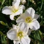 hemerocallis-white-temptation-2