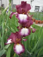 iris-germanica-crinoline-1